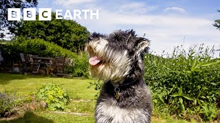 These Puppies Love Treats A Little Too Much | Wonderful World of Puppies | BBC Earth Kids