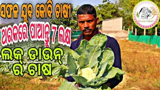 successful  organic  cauliflower farming in odisha@krushi unnati