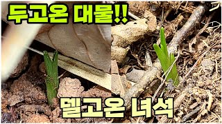 #한국자생춘란# 두고온 춘란이 대박입니다!!