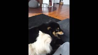 Lapinkoira vs. Chihuahua - funny dog fight