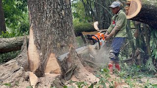 Blackened‼️Best skill man cutting down Huge tree.