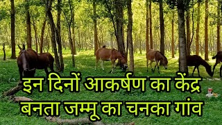 इन दिनों आकर्षण का केंद्र  जम्मू का यह गांव || Chinkah village || Reasi District