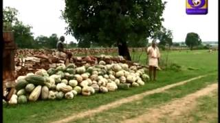 Aajeevika Pumpkin Production, Sheopur