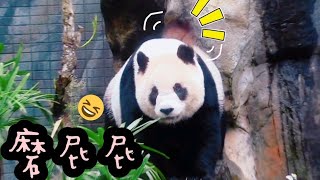 圓仔姐姐假孕中，胃口不佳走來走去|熊貓貓熊The Giant Panda Yuan Yuan and Yuan Bao|台北市立動物園