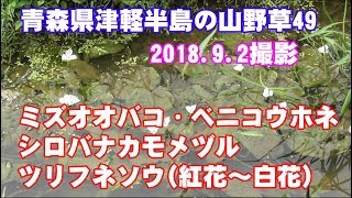 津軽半島の山野草49(ミズオオバコ・ベニコウホネ・シロバナカモメヅル・ツリフネソウ)