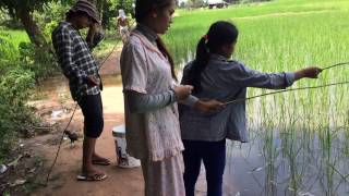 Hook Fishing in Cambodia-Beautiful Girl Fishing​ with Hook in The Rice Field