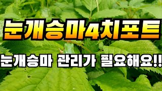 눈개승마4치포트