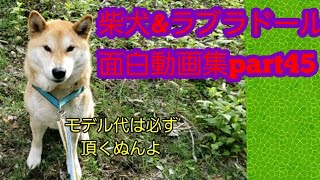 柴犬\u0026ラブラドール面白動画集part45～Shiba LabradorRetriever Funny Stories～