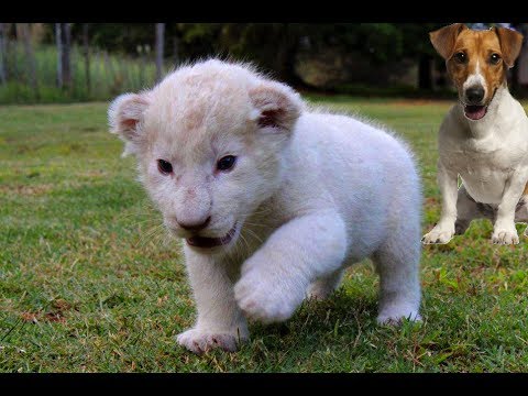 New Born White Lion Cub and Dogs Best Friends New Born White Lion Cub and Dogs Best Friends