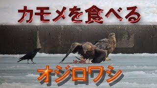 カモメを食べるオジロワシ　White-tailed Eagle