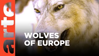 The Return of the Wolf | ARTE.tv Documentary