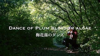 Juuichi - Dance of plum blossom algae in Kyoto (4K, with nature sound