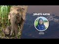 Safeguarding Majestic Asian Elephants in Borneo | Wildlife Conservation Expo 2023