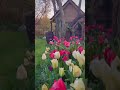 i planted 10 000 bulbs in my cottage garden… 🌷🌷🌷