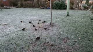 Amsel Invasion