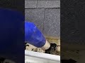 Gutter cleaning! So satisfying #shorts #guttercleaning #cleaning #satisfying