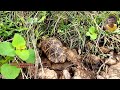 కూర్మ తాబేలు black turtle