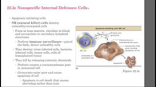 AHS 131: Ch 22.3 - Innate Immunity