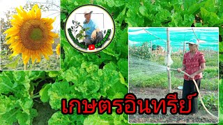 เกษตรอินทรีย์ เกษตรผสมผสาน  กลุ่มแม่บ้าน บ้านสำโรง  ตำบลหนองสนิท