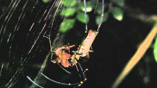 我的富陽朋友--Nephila pilipes 人面蜘蛛.wmv