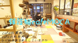 引き取った猫の第2の故郷『保護猫cafeMOCA』の現状