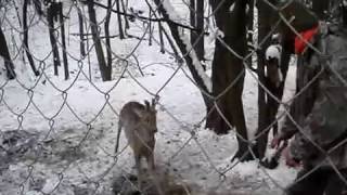 Самец косули отстаивает территорию и самку...