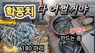 던지면 물어주는 고급 술안주 ... 바글바글 많다#바다낚시 #학꽁치낚시 #fishing