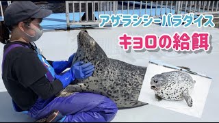 【紋別アザラシシーパラダイス】キョロの給餌の様子です（Kyoro’ｓ feeding scene)Seals sea paradise