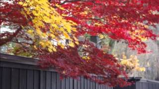 2015　10月31日　角館　武家屋敷紅葉