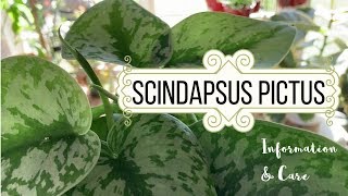 Scindapsus Pictus Information \u0026 Care