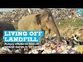 Living off landfill: Hungry elephants feed off rubbish dumps in Sri Lanka