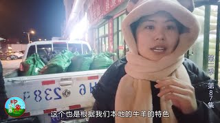 第二季(87) 草原牛羊如何过冬 还会吃饲料？一千多才买几袋姑娘怎么说！