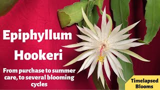 Epiphyllum Hookeri| From Purchase, To growth, To blooming Cycles (Timelapse)