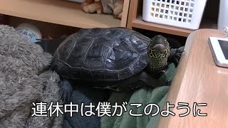 【クサガメ】気を使うもじお