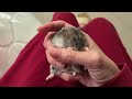 倉鼠有點打噴嚏，被放回時先撒嬌才離開主人手hamster sneezes a bit when put back shows affection before leaving owner hand