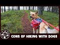 3 reasons why you shouldn't hike with your dog (and why I still do)