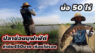 ตกปลาช่อนบุฟเฟต์ ค่าคัน450บาท หนีปลาคลองไปลองช่อนบ่อเกือบไม่รอด