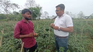 Syngenta Royal Bullet Success story in Assam