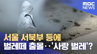 서울 서북부 등에 벌레떼 출몰‥'사랑 벌레'? (2022.07.03/뉴스데스크/MBC)