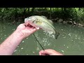 bfs topwater fishing small creek