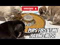 Making puppy mush, French bulldogs first try🫣🤞🏾 #subscribe #frenchbulldog