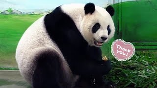 圓仔悠閒吃點心，慢條斯理好優雅|熊貓貓熊The Giant Panda Yuan Yuan and Yuan Bao|台北市立動物園