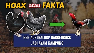 MIRIP 100% AYAM KAMPUNG TP PAKE GEN AUSTRALORP N BARREDROCK-HOAX ATAU FAKTA?