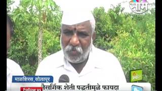 Solapur farmers opt for organic farming which attracts profits