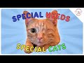 How to Create the BEST Life for Your Special Needs Cat!