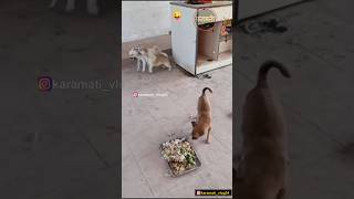 दोघांच्या भांडणात तीसऱ्याचा लाभ.!!🤣😂😀😅 #shots #viral #comedy #karamativlog #funnyanimals #funny