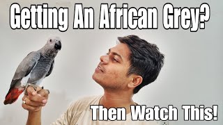 Things You Should Know Before Getting An African Grey || All About Pets (Hindi)