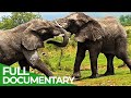 King of the Elephants | Free Documentary Nature