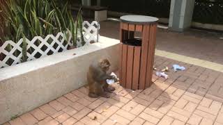 A hungry monkey searches for food in Hong Kong. قرد جائع يبحث عن الطعام في هونج كونج :)