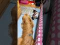 This dog and cat are best friends #shortvideo #rescue #animals #respect